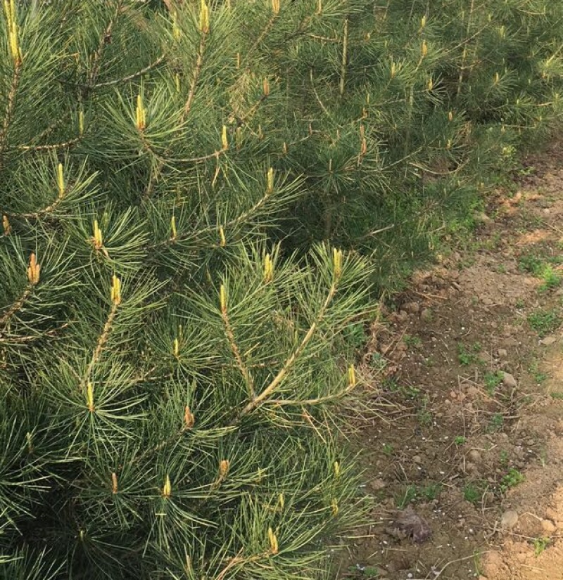 白皮松四季常青耐寒绿化占地精品苗木白皮松树苗