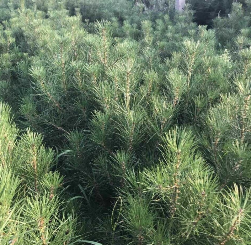 白皮松四季常青耐寒绿化占地精品苗木白皮松树苗
