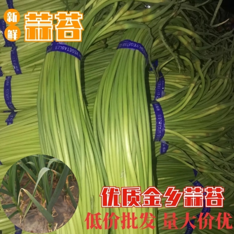 金乡红帽蒜苔大量供应支持线上交易，可以加工各种包装
