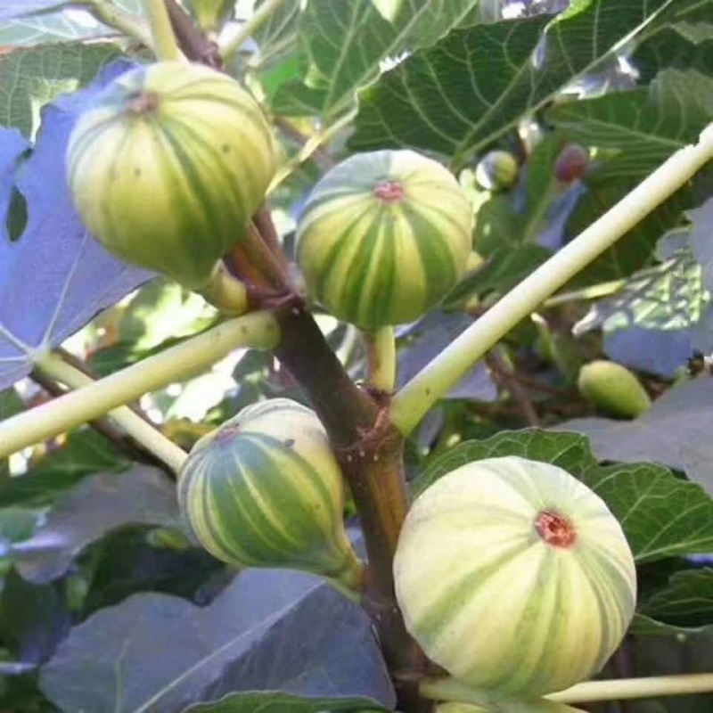 精品无花果树苗树形优美当年结果南方新鲜巨型波红特大无花果