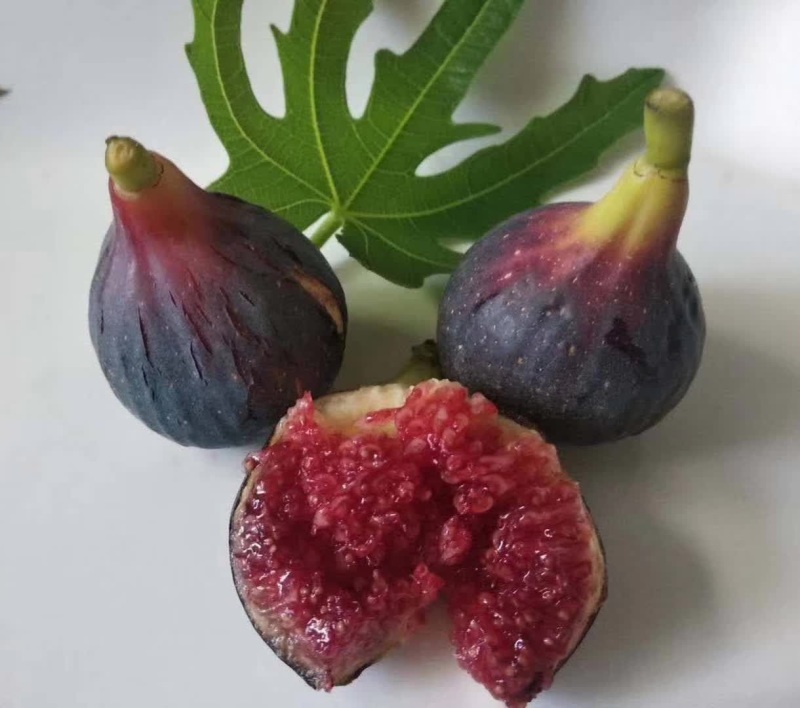 精品无花果树苗树形优美当年结果南方新鲜巨型波红特大无花果