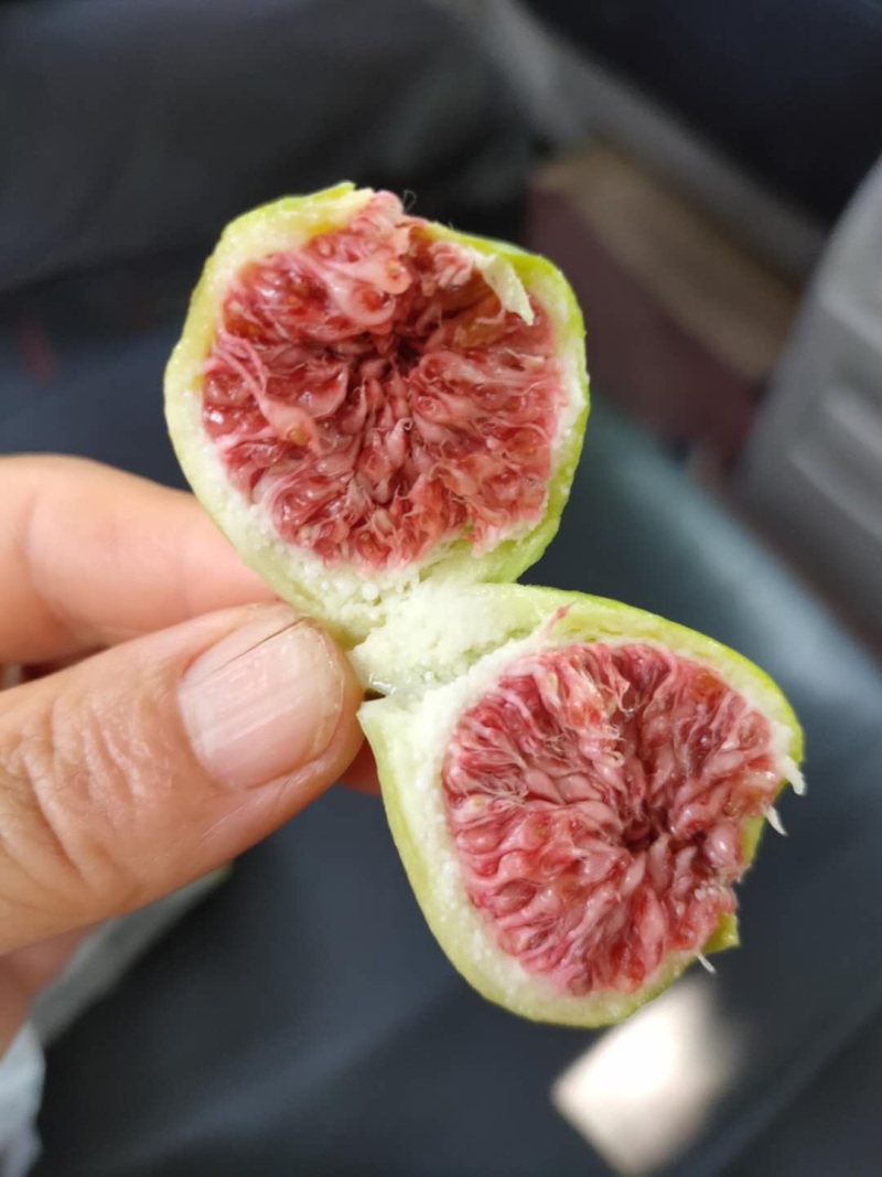 精品无花果树苗树形优美当年结果南方新鲜巨型波红特大无花果