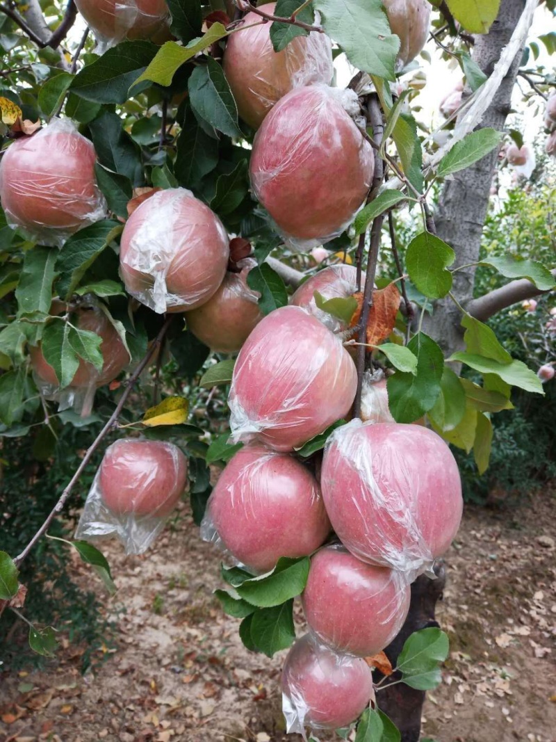【新鲜上市】山西红富士苹果口感脆甜多汁自己种植量大从优