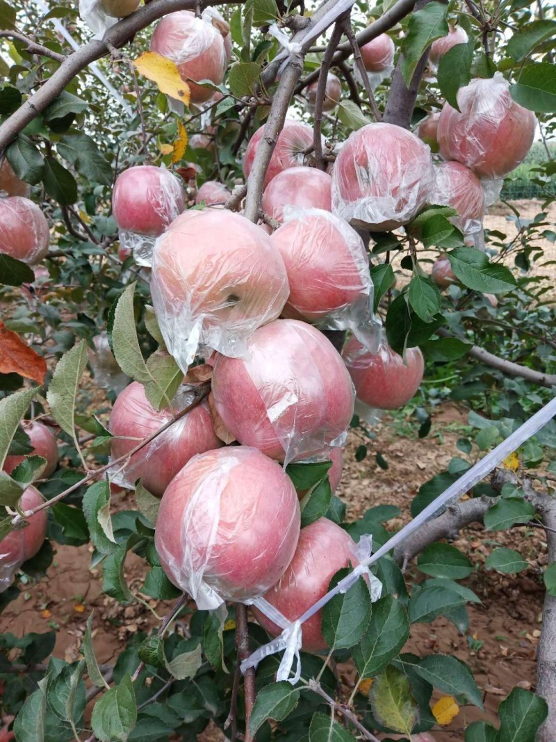 【新鲜上市】山西红富士苹果口感脆甜多汁自己种植量大从优