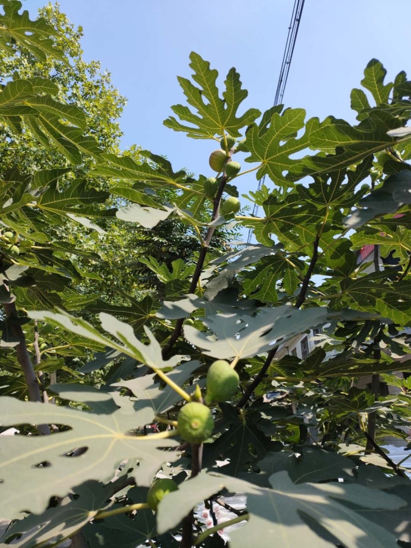 精品无花果树苗树形优美当年结果南方新鲜巨型波红特大无花果
