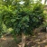 【精品】千年紫藤花树苗爬藤植物适合庭院公园种植四季开花