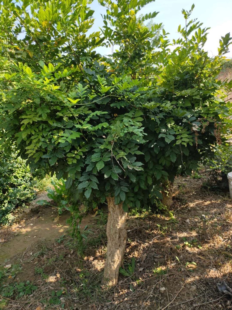 【精品】千年紫藤花树苗爬藤植物适合庭院公园种植四季开花
