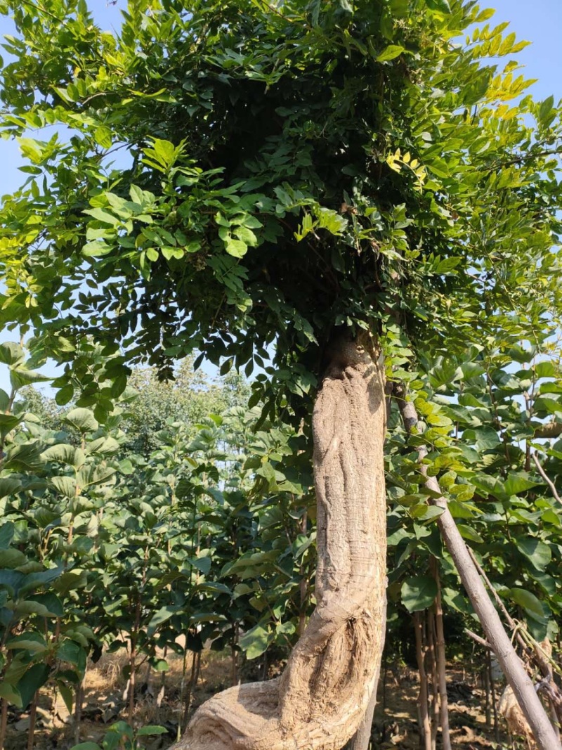 【精品】千年紫藤花树苗爬藤植物适合庭院公园种植四季开花