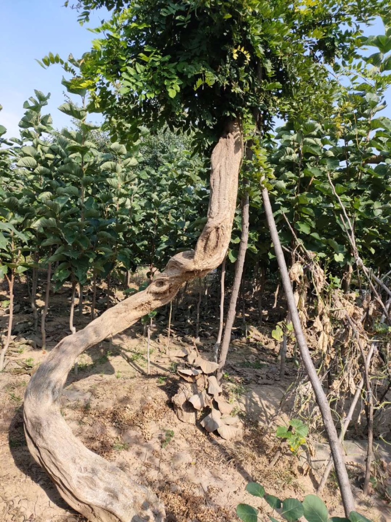【精品】千年紫藤花树苗爬藤植物适合庭院公园种植四季开花