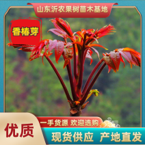 露天红油香椿苗基地大棚专用红油香椿树苗