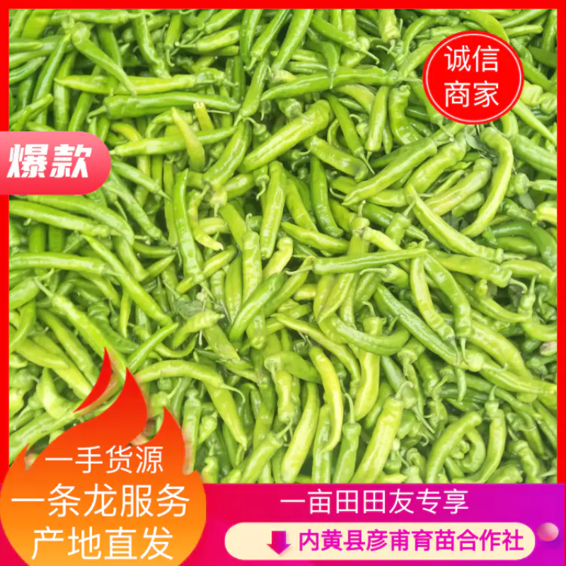 河南尖椒，黄皮尖椒大量上市质量好价格低，货源充足一条龙服务