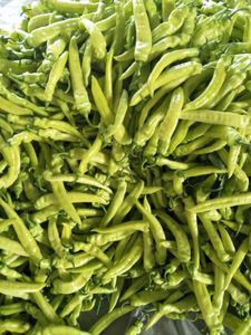 黄皮尖椒，大量上市，质量好，价格低，货源足，一条龙服务