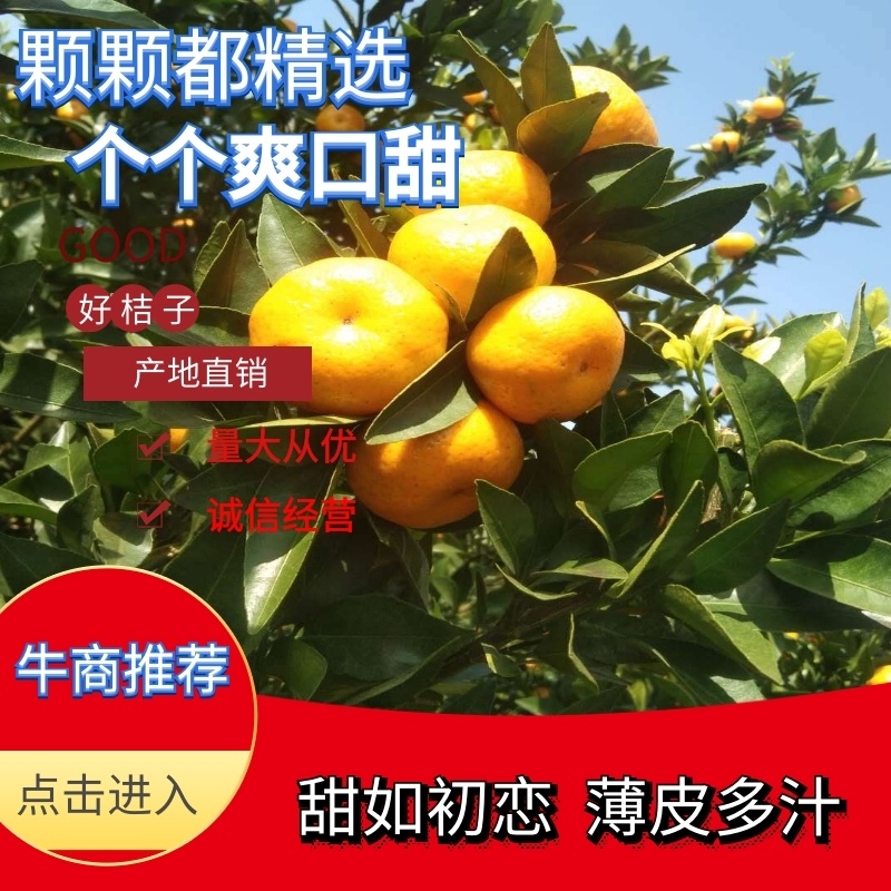 🔥广西桂林市南丰蜜桔🔥柑桔上市品质齐全，价格优惠