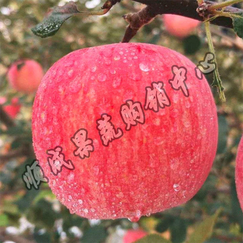 【精品】山东苹果/精品苹果/红富士苹果条红片红齐货源充足价低