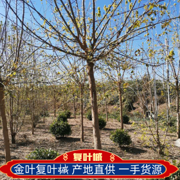 金叶复叶槭，复叶槭，河北复叶槭，复叶槭枫树