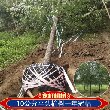 金叶榆，10公分金叶榆，矮杆金叶榆，圆冠榆