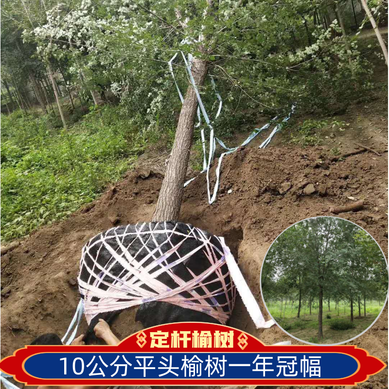 金叶榆，10公分金叶榆，矮杆金叶榆，圆冠榆