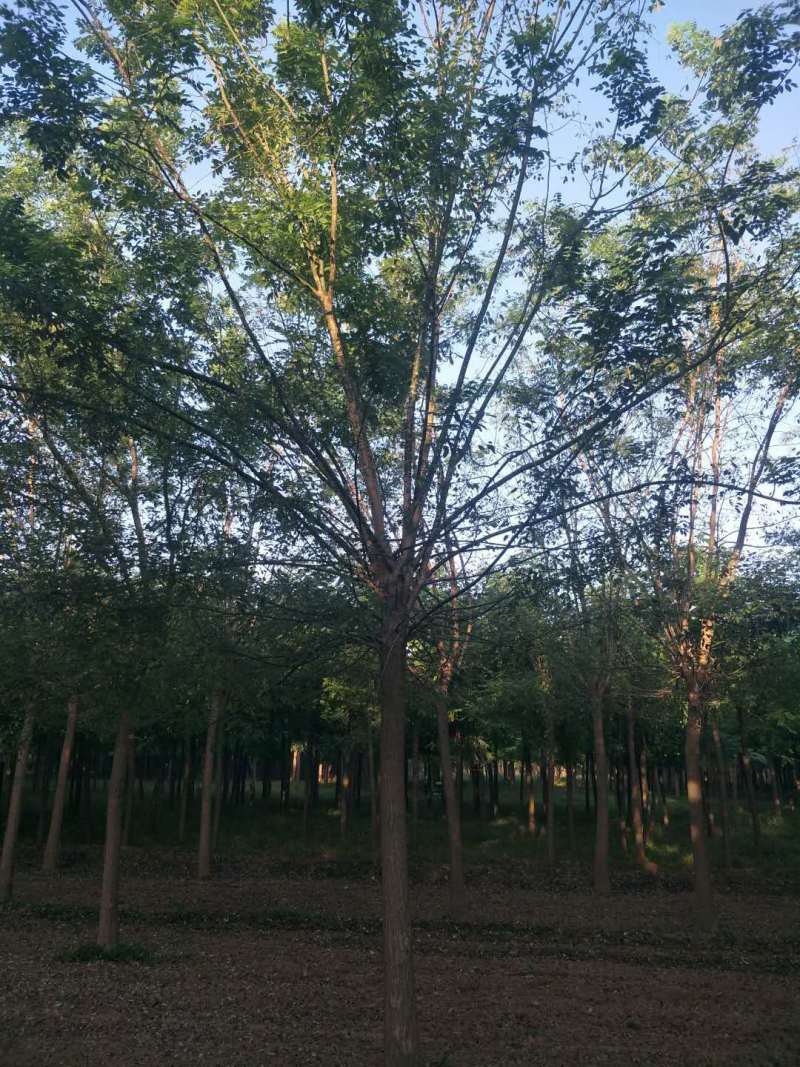 国槐，25公分大国槐，平头国槐，定植定杆一级国槐，国槐基