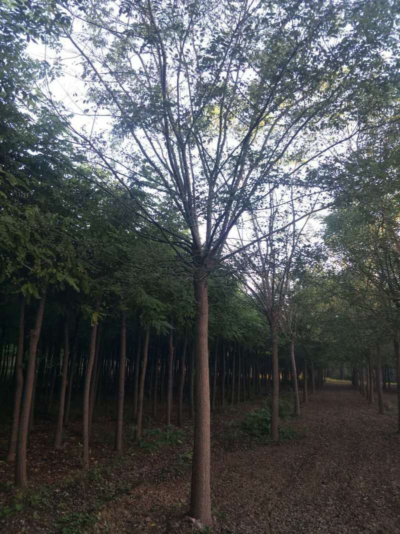 国槐，25公分大国槐，平头国槐，定植定杆一级国槐，国槐基