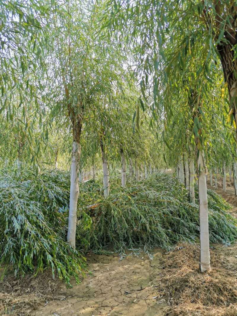 金丝柳，嫁接金丝垂柳，黄皮柳，青皮柳，原生垂柳，垂柳基地