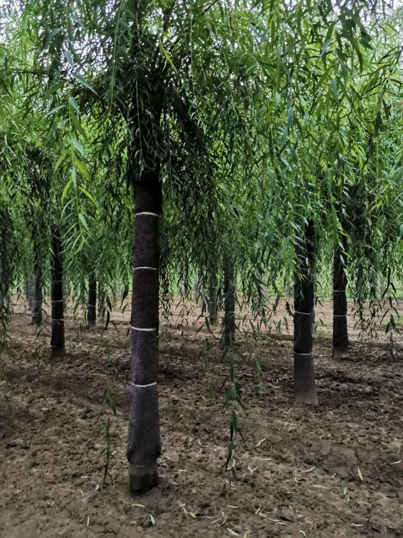 金丝柳，嫁接金丝垂柳，黄皮柳，青皮柳，原生垂柳，垂柳基地