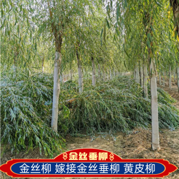 金丝柳，嫁接金丝垂柳，黄皮柳，青皮柳，原生垂柳，垂柳基地