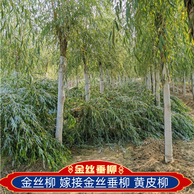 金丝柳，嫁接金丝垂柳，黄皮柳，青皮柳，原生垂柳，垂柳基地