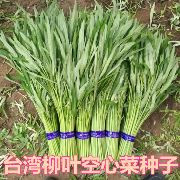 台湾柳叶空心菜种子散装四季抗热竹叶空心菜种子大田高产抗病