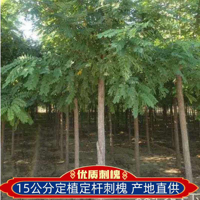 15公分的刺槐，刺槐基地，刺槐价格，刺槐图片