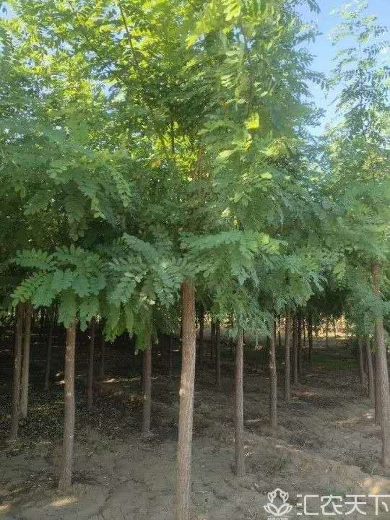 15公分的刺槐，刺槐基地，刺槐价格，刺槐图片