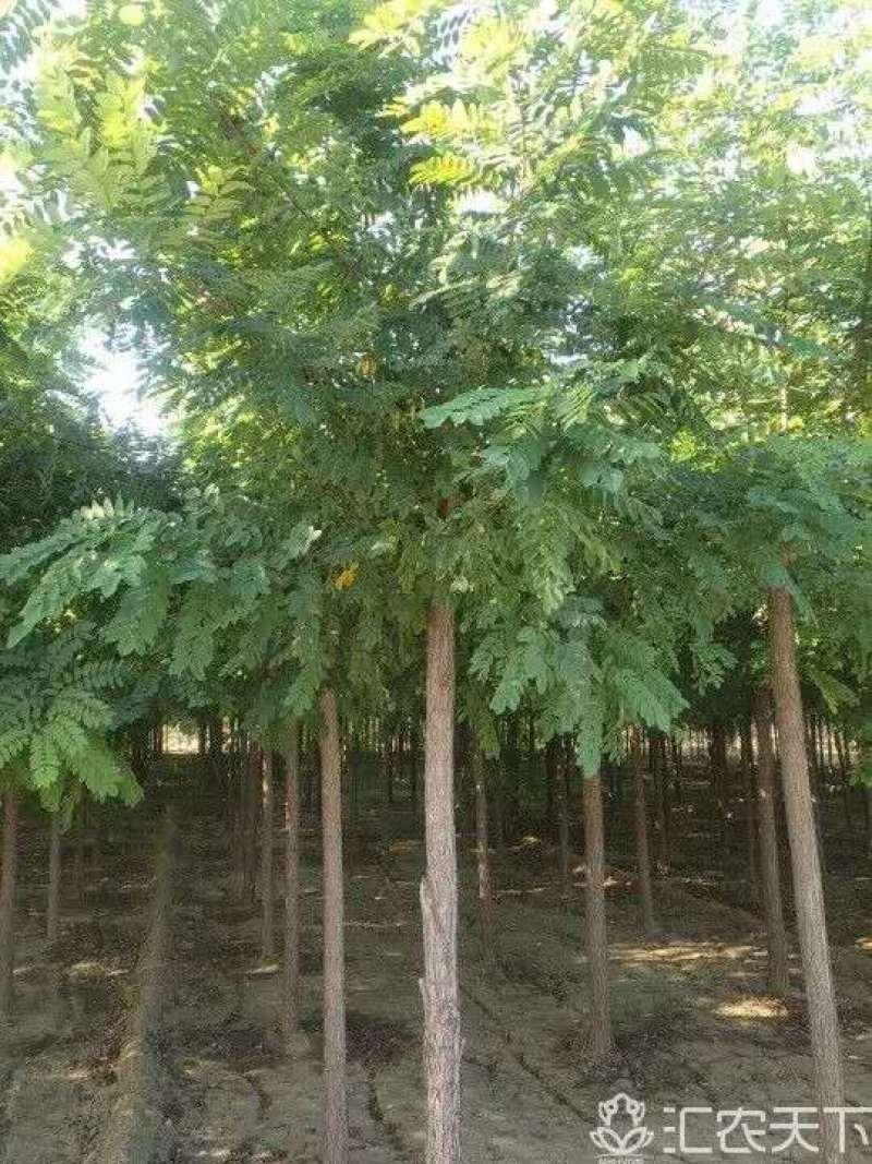 15公分的刺槐，刺槐基地，刺槐价格，刺槐图片