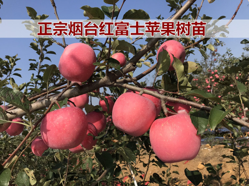 烟台红富士苹果苗红富士冰糖心苹果树苗精品嫁接