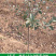 烟台红富士苹果苗红富士冰糖心苹果树苗精品嫁接