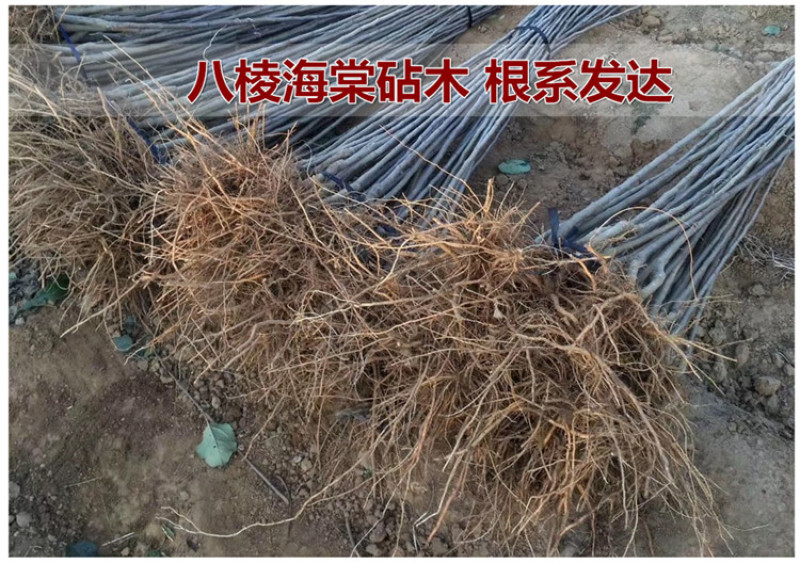 烟台红富士苹果苗红富士冰糖心苹果树苗精品嫁接