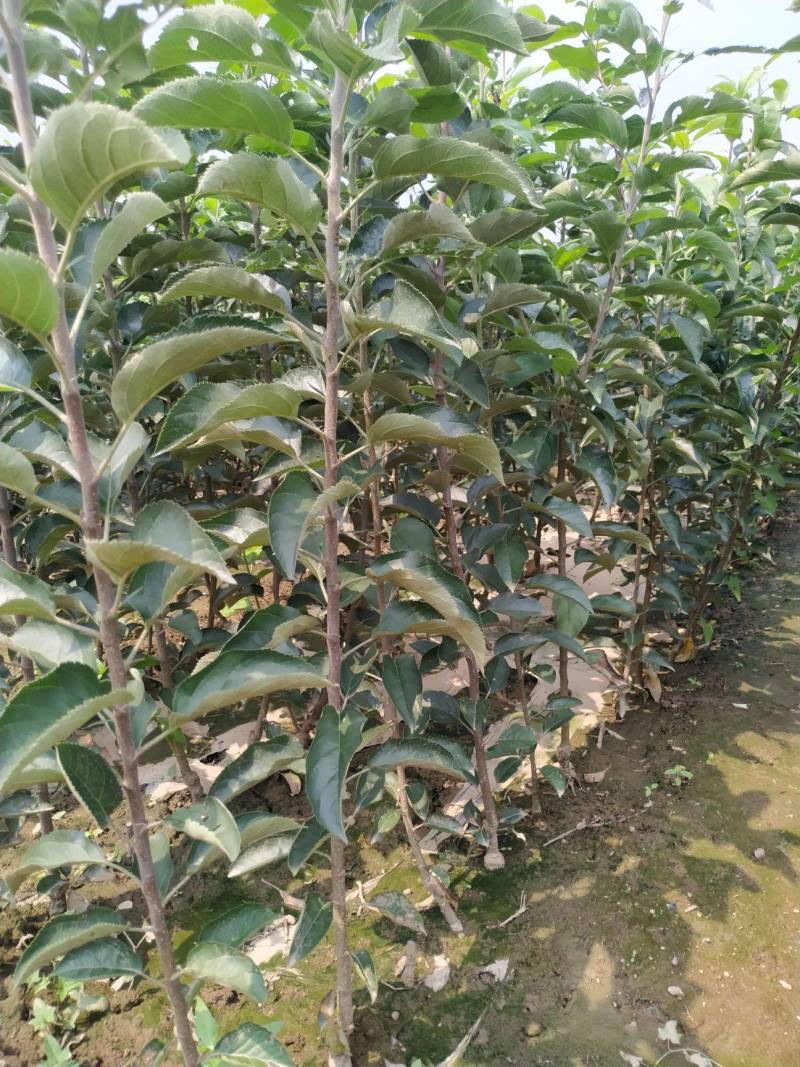 烟台红富士苹果苗红富士冰糖心苹果树苗精品嫁接