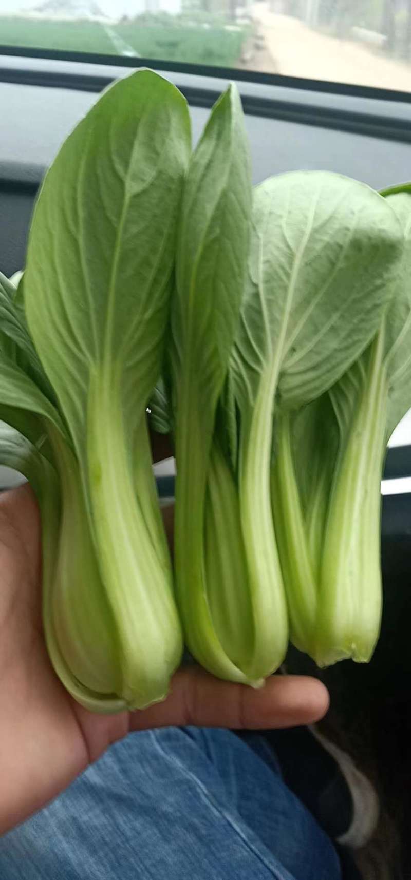 精品小油菜上海青商超直供品质保证可基地看货质量保证