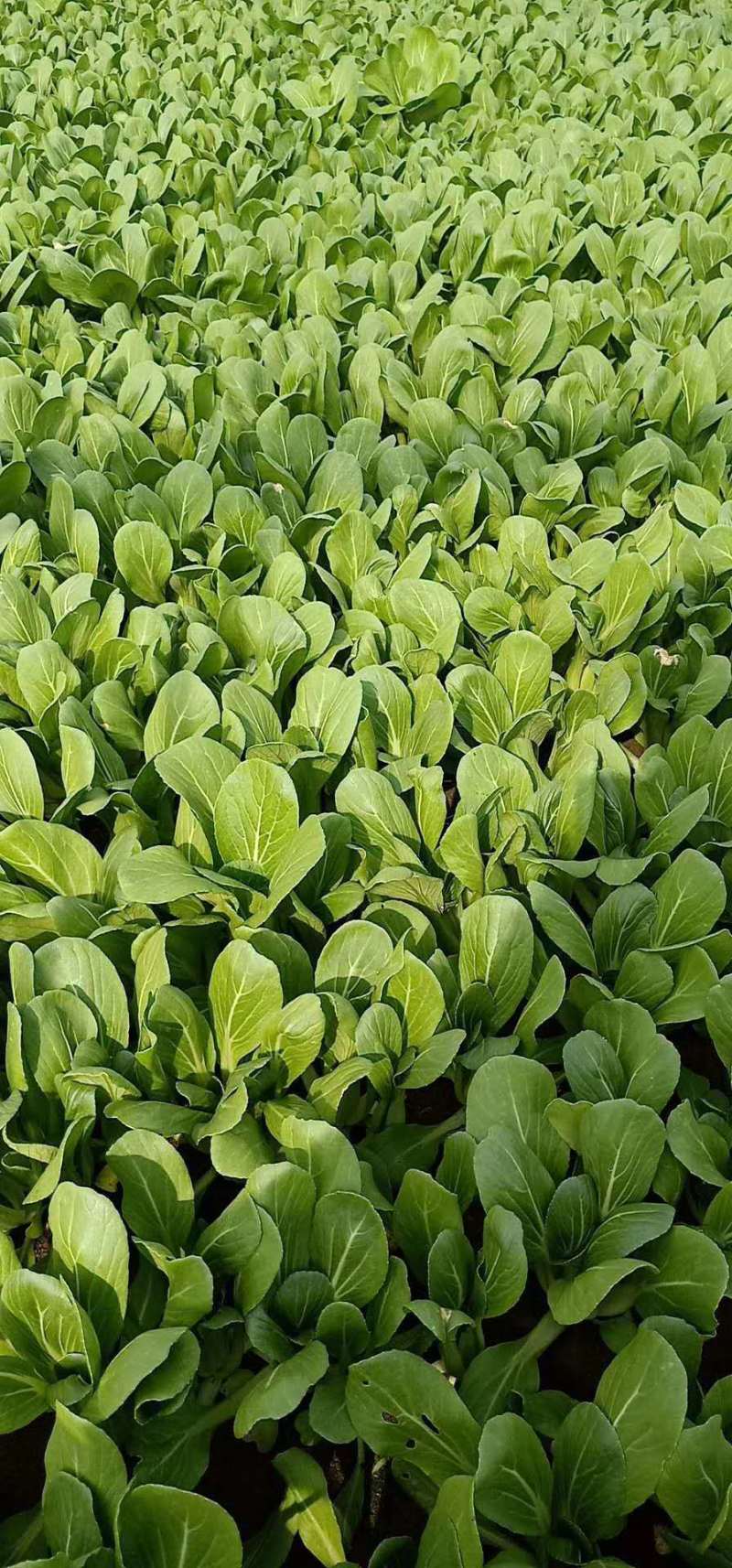 精品小油菜上海青商超直供品质保证可基地看货质量保证