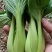精品上海青基地直供小油菜全国发货小青菜一条龙服务