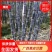 『种植大户』基地直采优质黑皮甘蔗发货装车一条龙