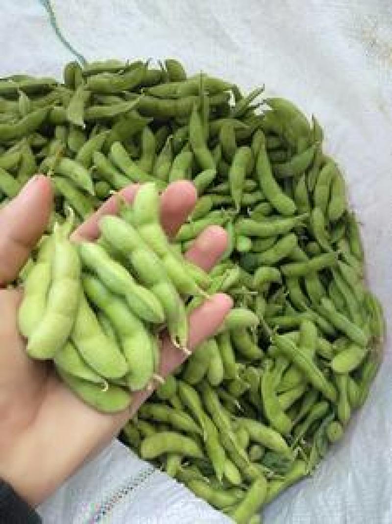 广西博白精品优质毛豆，货源充足，棵粒饱满，一条龙服务。