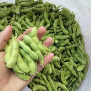 精品,绿宝石毛豆,个头饱满。提供返回车