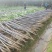 『种植大户』基地直采优质黑皮甘蔗发货装车一条龙