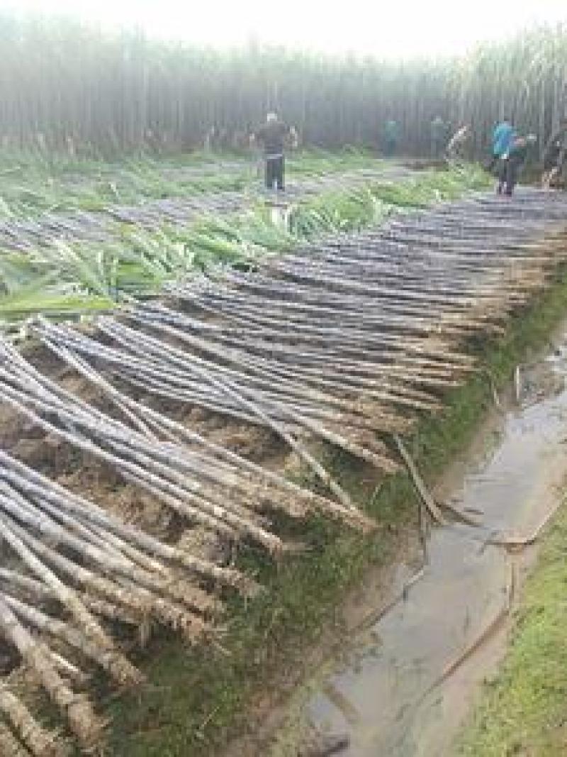 『种植大户』基地直采优质黑皮甘蔗发货装车一条龙