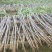『种植大户』基地直采优质黑皮甘蔗发货装车一条龙