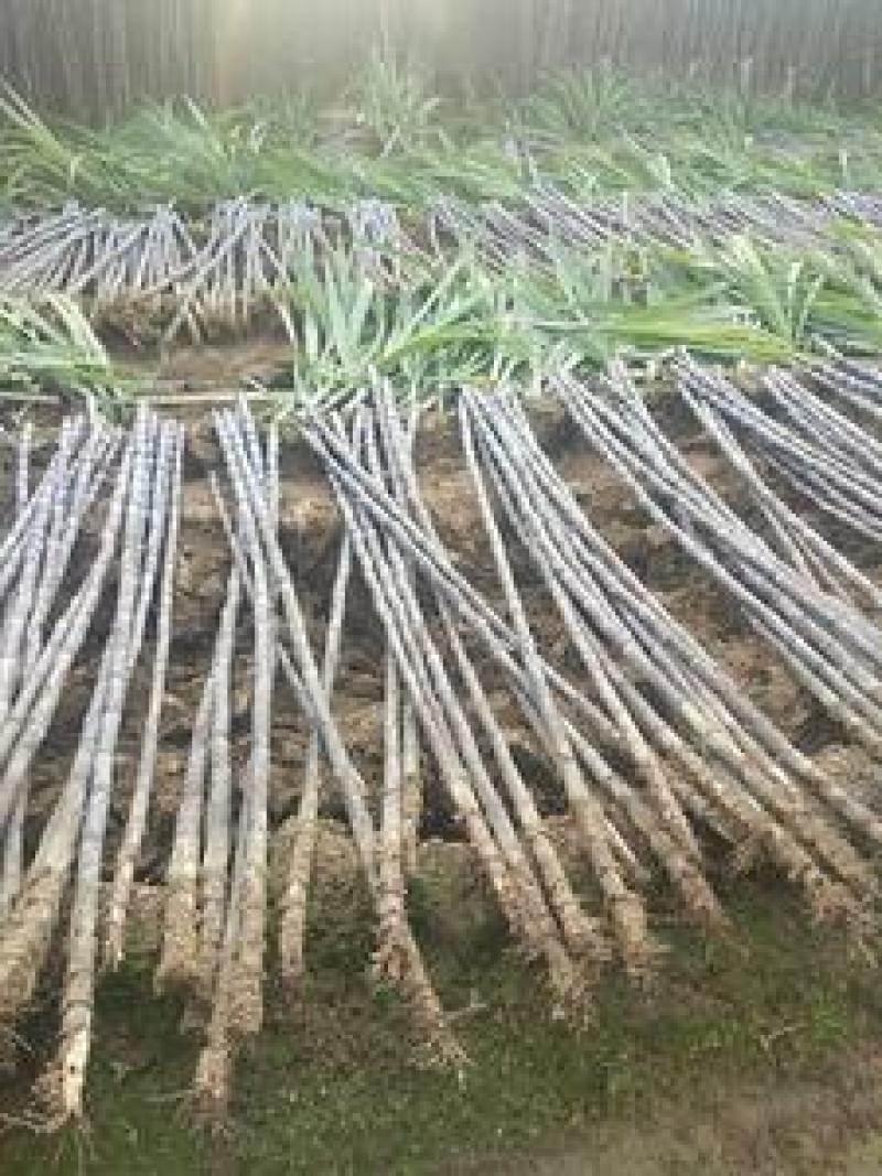 『种植大户』基地直采优质黑皮甘蔗发货装车一条龙
