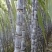 『种植大户』基地直采优质黑皮甘蔗发货装车一条龙