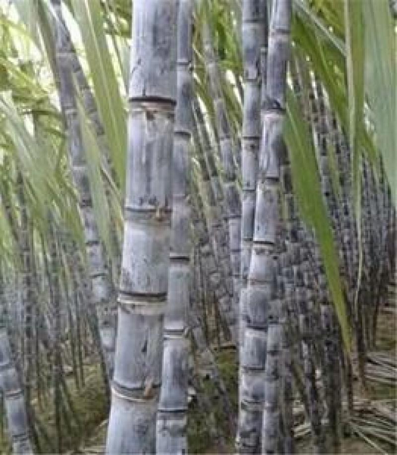 『种植大户』基地直采优质黑皮甘蔗发货装车一条龙