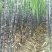 『种植大户』基地直采优质黑皮甘蔗发货装车一条龙