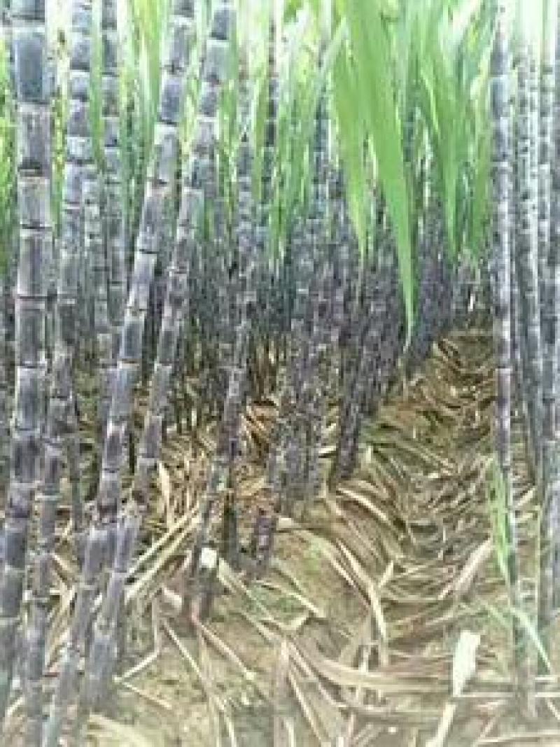 『种植大户』基地直采优质黑皮甘蔗发货装车一条龙