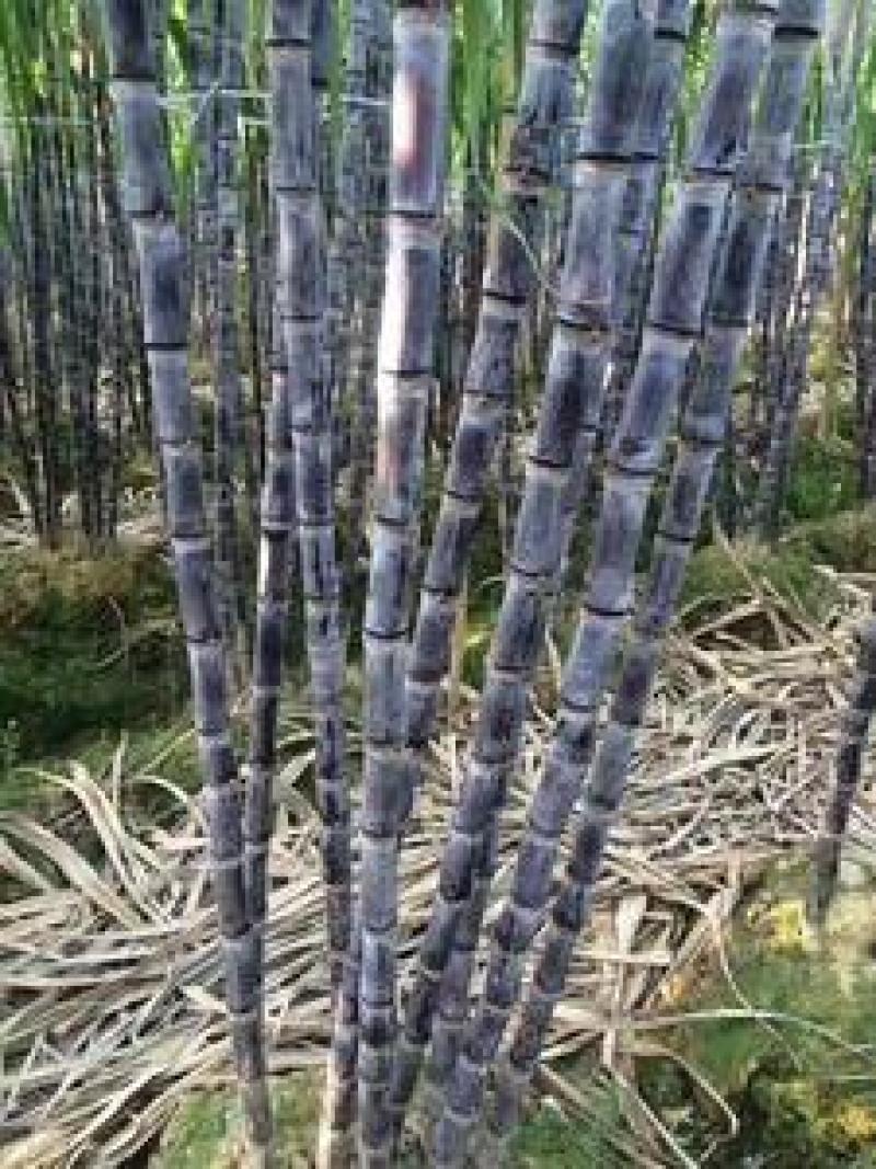 广西黑皮甘蔗果蔗3~4cm2~2.5米4-6斤